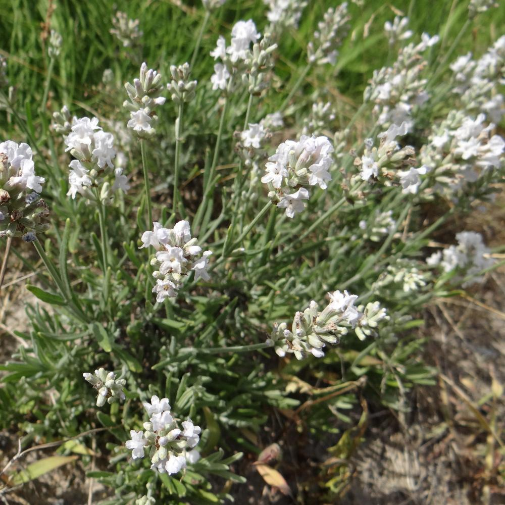 Des images de diff�rentes plantes